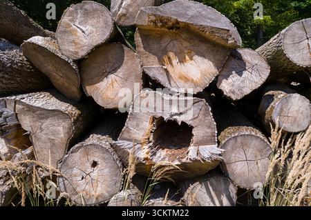 Ein Stapel frisch geschnittener Stämme befindet sich auf einer Rodung, die für Brennholz oder Holz verarbeitet werden kann. Die Baumstämme, die wahrscheinlich von einem lokalen Forstteam geerntet wurden, sho Stockfoto