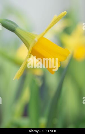 'tête-à-Tête' Narzissen in Blüte im März. Symbol für Frühling und Ostern. Früh blühende Narzissen-Sorte. Zwiebeln werden im September gepflanzt. Stockfoto
