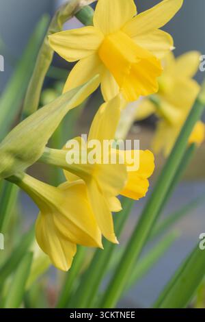 'tête-à-Tête' Narzissen in Blüte im März. Symbol für Frühling und Ostern. Früh blühende Narzissen-Sorte. Werk im September. Stockfoto
