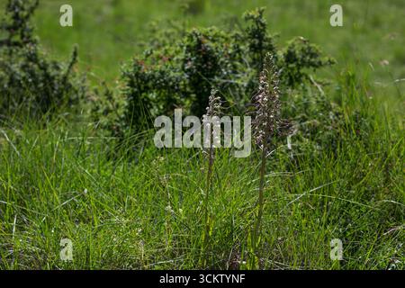 Eidechsenorchidee Himantoglossum hircinum auf einer Wiese in der Nähe von Pont de Quart, regionaler Naturpark Vercors, Frankreich 2018 Stockfoto
