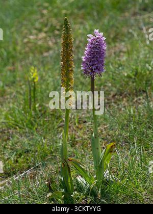 Affe Orchis simia und Manchorchidee Aceras anthropophorum wachsen an einem Straßenufer in der Nähe von Plan-de-Baix, Vercors Regional Natural Park, Frankreich, J Stockfoto