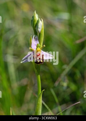 Bienenorchidee Ophrys apifera auf Kreideflächen, Yarnbury Castle, in der Nähe von Steeple Langford, Wiltshire, England, UK, Mai 2020 Stockfoto