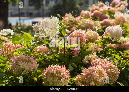 Pink und White Hortensie Blumen in Blüte Stockfoto