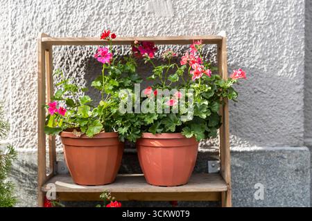 Topfgeranien sind auf einem Holzregal Stockfoto
