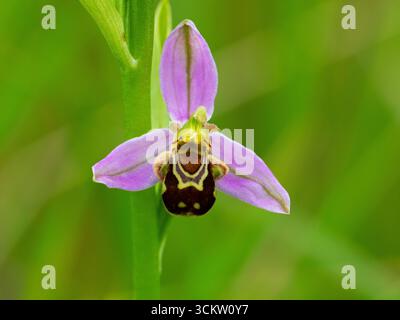 Bienenorchidee Ophrys apifera Nahaufnahme der Blume, Poulner Lakes, Ringwood, Hampshire, England, UK, Juni 2024 Stockfoto