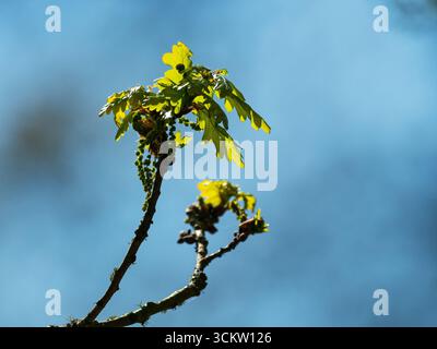 Stieleiche Quercus robur Lback-beleuchtete Traufe, die sich im Frühjahr entfalten, Hampshire, England, Großbritannien, April 2025 Stockfoto