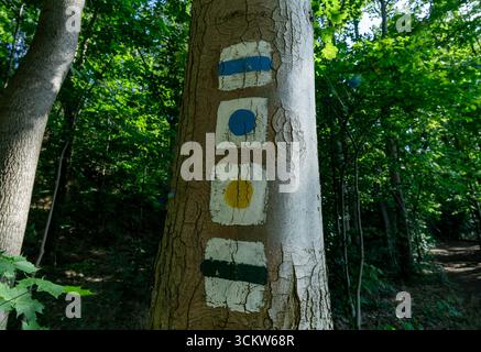 Wegezeichen am Baumstamm entlang des Waldwanderweges in Brandenburg Deutschland. Stockfoto