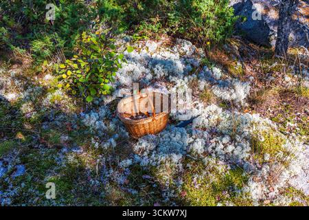 Nahaufnahme des Herbstwaldes mit Korb mit Pilzen auf Rentiermoos. Schweden. Stockfoto