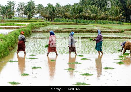 Die traditionelle Art des Pflügens von Bullen und des manuellen Reisanbaus im ländlichen Indien Stockfoto