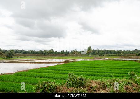 Die traditionelle Art des Pflügens von Bullen und des manuellen Reisanbaus im ländlichen Indien Stockfoto
