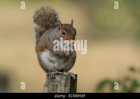 Ein graues Eichhörnchen (Sciurus carolinensis, östliches graues Eichhörnchen) auf einem Zaunpfosten, das eine Nuss isst. Stockfoto