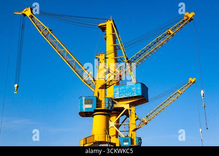 Gelbe Hafenkraniche gegen den blauen Himmel. Stockfoto