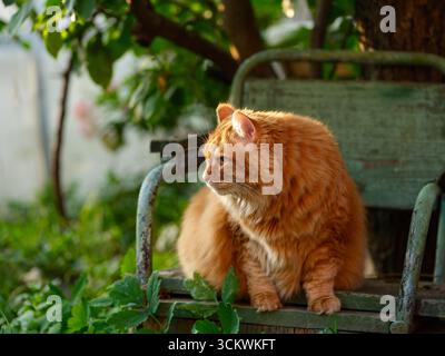 Ingwerkatze sitzt auf einem alten Stuhl im Garten Stockfoto