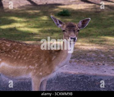Junge Hirsche stehen auf der Straße im Safari Park Stockfoto