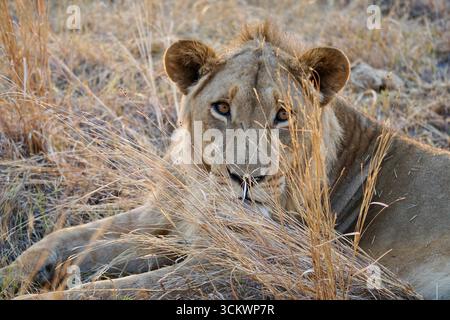 Junger afrikanischer Löwe im trockenen Gras, Augenkontakt Stockfoto
