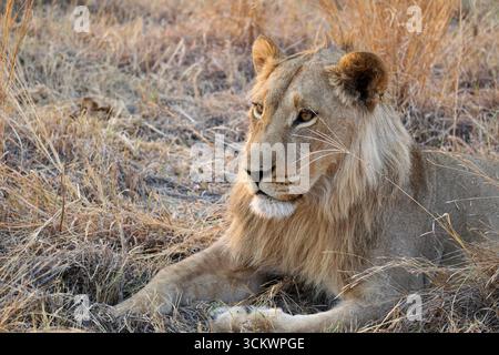 Junger männlicher afrikanischer Löwe, der auf trockenem Gas in Botswana ruht Stockfoto