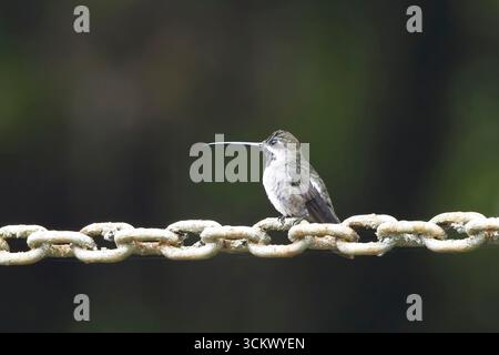 Langschnabel-Kolibri (Heliomaster longirostris), männlich in einem Futterhäuschen in Trinidad, Westindien. Stockfoto