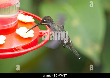 Langschnabel-Kolibri (Heliomaster longirostris), männlich in einem Futterhäuschen in Trinidad, Westindien. Stockfoto