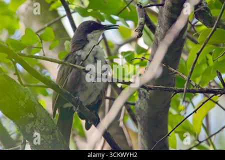 Martinique Thrasher (Ramphocinclus brachyurus), ein sehr seltenes Endemit, das in einem Baum singt, Martinique, Westindien. Stockfoto