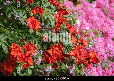 Nahaufnahme einer orangen und rosa Rhododendron-Blüte Stockfoto