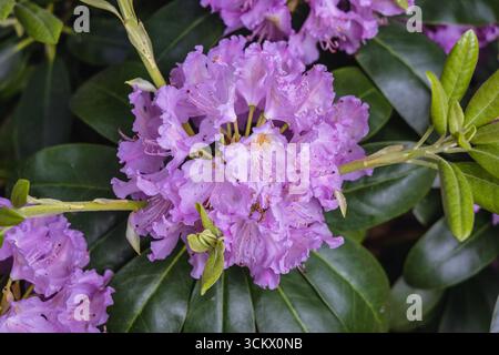 Nahaufnahme von Blumen der Vielfalt von Rhododendron genannt Cunninghams White Stockfoto