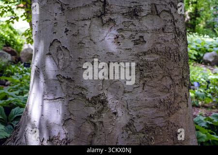 Nahaufnahme eines Stammes von Fagus sylvatica, europäischer Buche Stockfoto