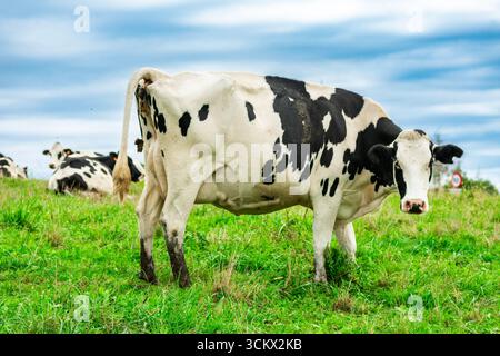 Schwarz-weiße Milchkühe weiden auf üppiger grüner Weide mit anderen Kühen im Hintergrund unter bewölktem Himmel Stockfoto
