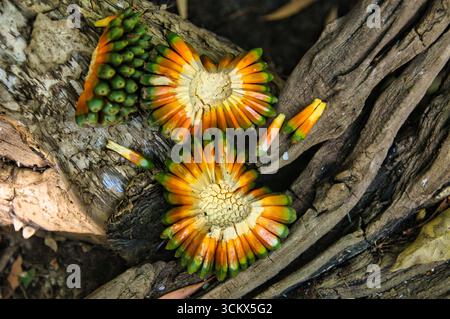 Querschnitt einer Frucht des Hala-Baumes, auch bekannt als Schraubenkiefernfrucht (Pandanus tectorius), im tropischen Norden Australiens Stockfoto