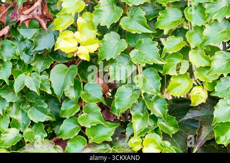 Grüne Efeublätter an der Wand im Garten, Stockfoto Stockfoto