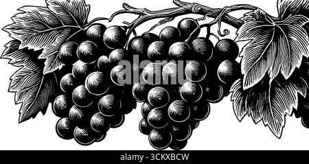 Schwarze und weiße Vintage-Trauben auf Weinrebe Illustration für Dekoration und Design. Stock Vektor