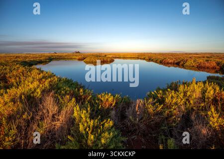 Marsch an der Küste des Mar Menor im Salzmarschgebiet von ​​El Carmolí, Cartagena, Region Murcia, Spanien Stockfoto