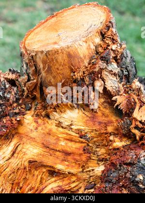 Detaillierte Ansicht der verwitterten, rustikalen Textur eines Baumstumpfes, perfekt für 80 MP- und HR-Makroaufnahmen. Stockfoto