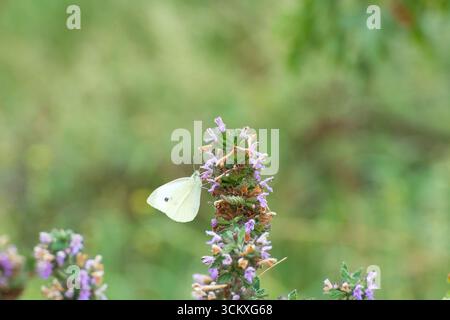 Kohl Weißer Schmetterling (Pieris rapae) auf einer Blume, Wathamstow Wetlands, London. Urbane Tierwelt. Invasive Spezies. Stockfoto