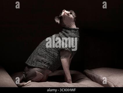 Eine haarlose kanadische Sphynx-Katze in einem Strickpullover zieht sich anmutig auf einem bequemen Sofa. Die sanfte Beleuchtung unterstreicht den einzigartigen Körper l Stockfoto
