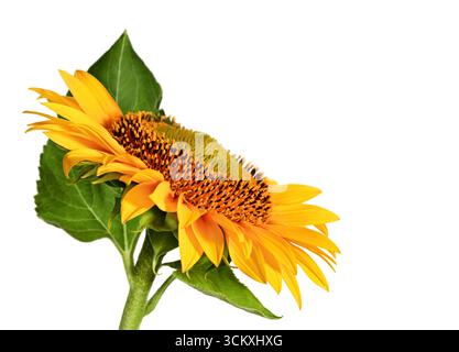 Nahaufnahme der Sonnenblume mit grünen Blättern und satten gelben Blütenblättern, Seitenansicht. Symbol für Sommer und Frische. Stockfoto