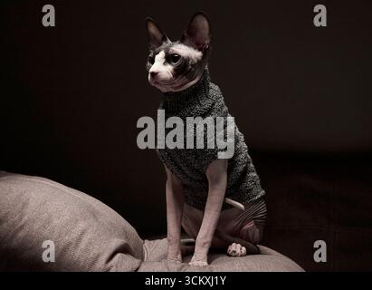 Eine kanadische Sphynx-Katze in einem Strickpullover sitzt ruhig drinnen auf einem weichen Kissen. Die Beleuchtung sorgt für Wärme und erzeugt ein Porträt, das das zeigt Stockfoto