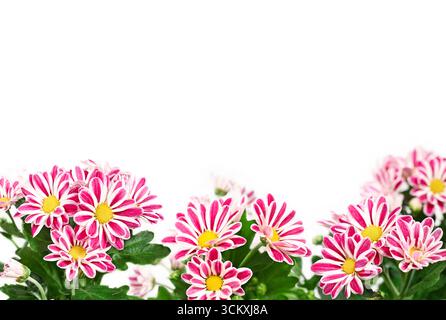 Rosafarbene und weiße Chrysanthemen (Chrysanthemum morifolium) mit grünen Blättern auf weißem Hintergrund. Stockfoto