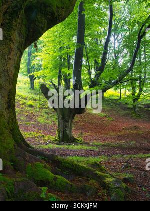 Mystische Landschaft in einem nebeligen Buchenwald - Ein surrealer, magischer Wald aus alten, moosbedeckten Bäumen an einem nebeligen Tag im Baskenland, mit Licht Stockfoto