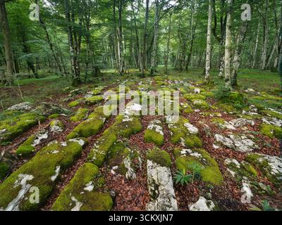 Mystische Landschaft in einem nebeligen Buchenwald - Ein surrealer, magischer Wald aus alten, moosbedeckten Bäumen an einem nebeligen Tag im Baskenland, mit Licht Stockfoto