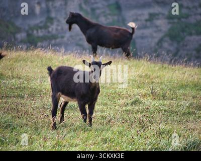 Wilde schwarze Ziegen auf einer Alm - zwei wilde schwarze Ziegen, die auf einer sonnigen Bergwiese mit grünem Gras und einem unscharfen natürlichen Hintergrund grasen. Stockfoto