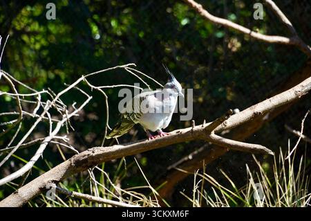 Taube auf einem Ast im Stadtpark. Stockfoto