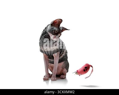Eine verspielte kanadische Sphynx-Katze in einem Strickpullover interagiert mit einer Spielzeug-Maus, während sie auf weißem Hintergrund isoliert ist. Der Shot kombiniert Tiermode mit f Stockfoto