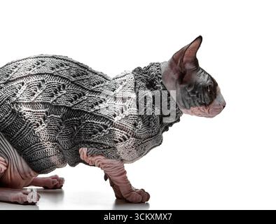 Eine Seitenansicht einer kanadischen Sphynx-Katze in einem Strickpullover ist isoliert auf weißem Hintergrund zu sehen. Die elegante Haltung spiegelt die Besonderheit der Rasse wider Stockfoto