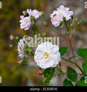 Zarte blassrosa Cluster von Sommer halb-doppelten Rose Blumen der kletternden rosa Blush Noisette UK Garten September Stockfoto