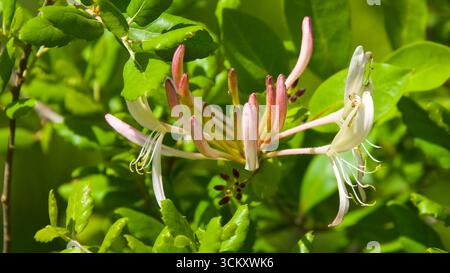 Nahaufnahme japanischer Geißblatt-Blüten (Lonicera japonica) mit grünen Blättern im Sonnenlicht Stockfoto