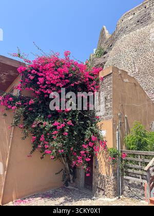 Atemberaubende Darstellung von pulsierenden rosa Bougainvillea, die über eine alte rustikale Steinmauer kaskadiert. Die lebendigen Blumen stehen im Kontrast zum gedämpften Erdreich Stockfoto