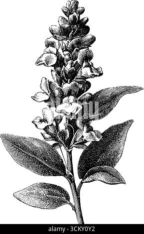 Botanische Vintage-Illustration der Wildblume in Gravur und Bleistiftstil. Stock Vektor