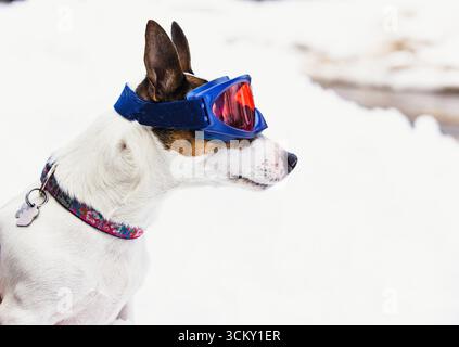 Seitliches Porträt eines kleinen Hundes, der eine Skibrille trägt, während er im Schnee steht Stockfoto