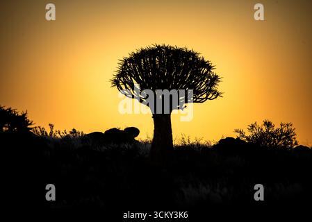 Schatten eines Köcherbaums vor dem orangefarbenen Sonnenuntergangshimmel Stockfoto