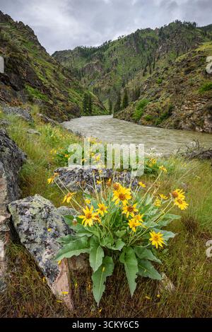 Wildblumen am Middle Fork Salmon River in Idaho Stockfoto